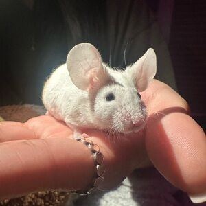 Meet your Posher, Scary